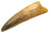 Fossil Spinosaurus Tooth - Real Dinosaur Tooth #330025-1